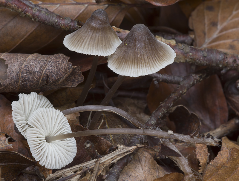 Mycena flavescens